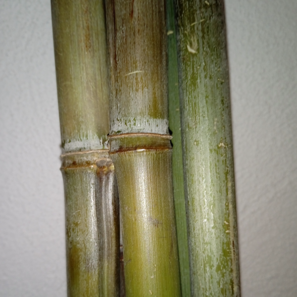 Bambus Rankhilfen ( 10er Pack )
