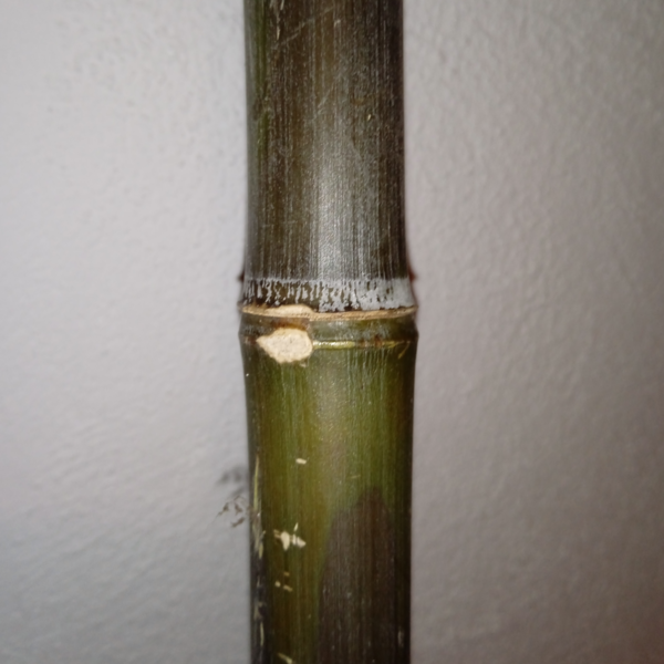 Bambus Rankhilfen ( 10er Pack )